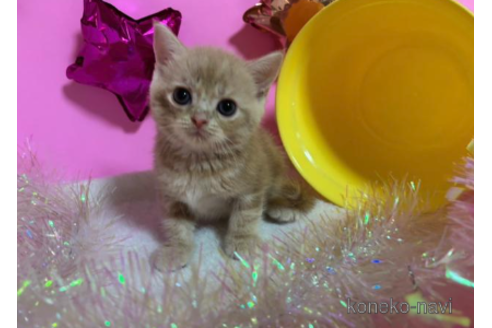 成約済の大阪府のスコティッシュフォールド-68355の1枚目